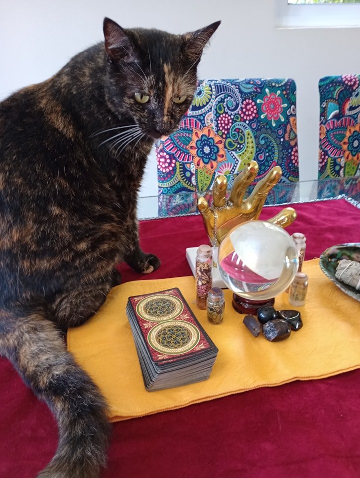 Tarot cards and my witch cat helen